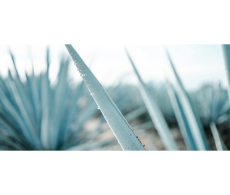 Tequila: il racconto di un distillato che conquista