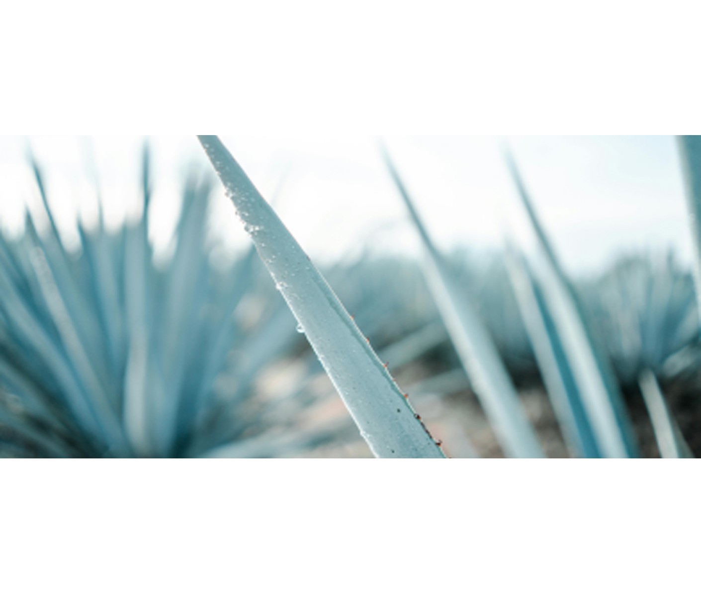 Tequila: il racconto di un distillato che conquista
